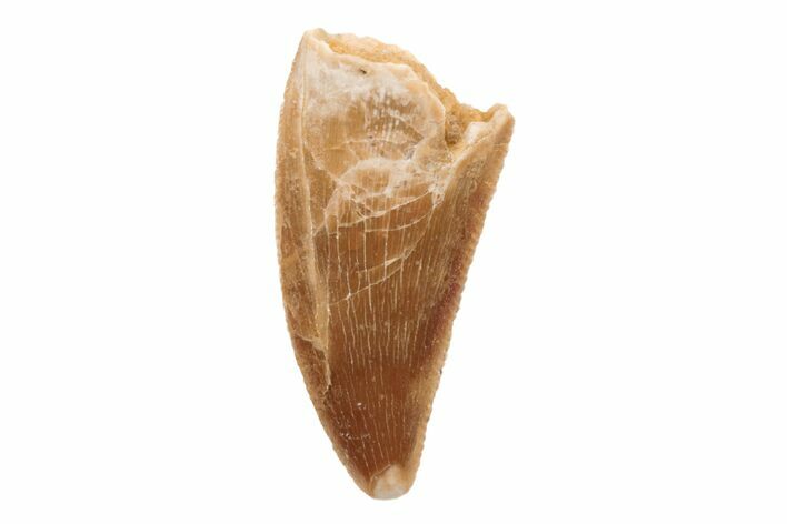 Serrated, .69" Raptor Tooth - Real Dinosaur Tooth